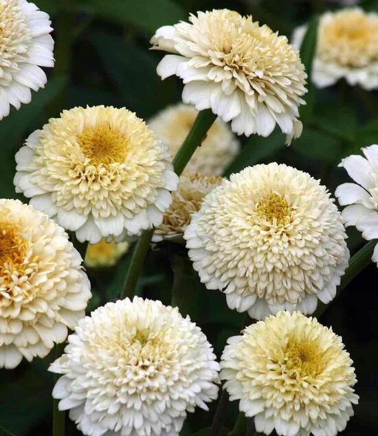 Gleznā cīnija 'Cresto! Cream' (Zinnia elegans) 